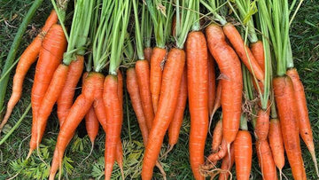 Spring Carrots