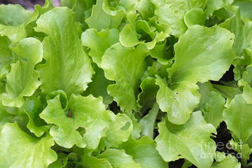 Local Janefield lettuce Bags