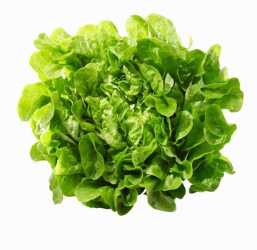 Green oak lettuce